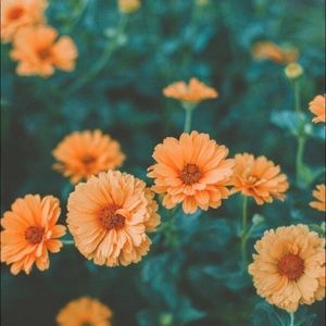 Meet your Posher, Charlotte